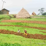 11- Shama Laka farmers