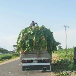 23- preparing bananas in Arba Minch to transport to Addis Ababa